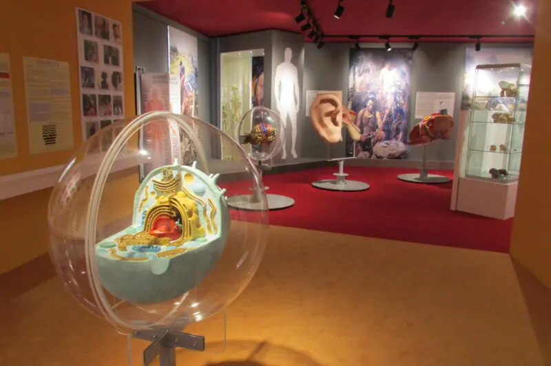 Antropologická expozice