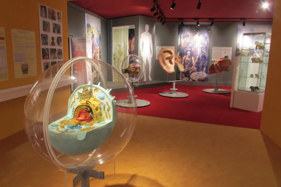 Antropologická expozice